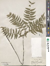 Adiantum latifolium image