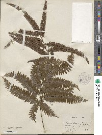 Adiantum latifolium image