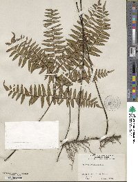 Adiantum latifolium image