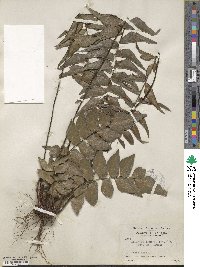 Image of Adiantum lucidum