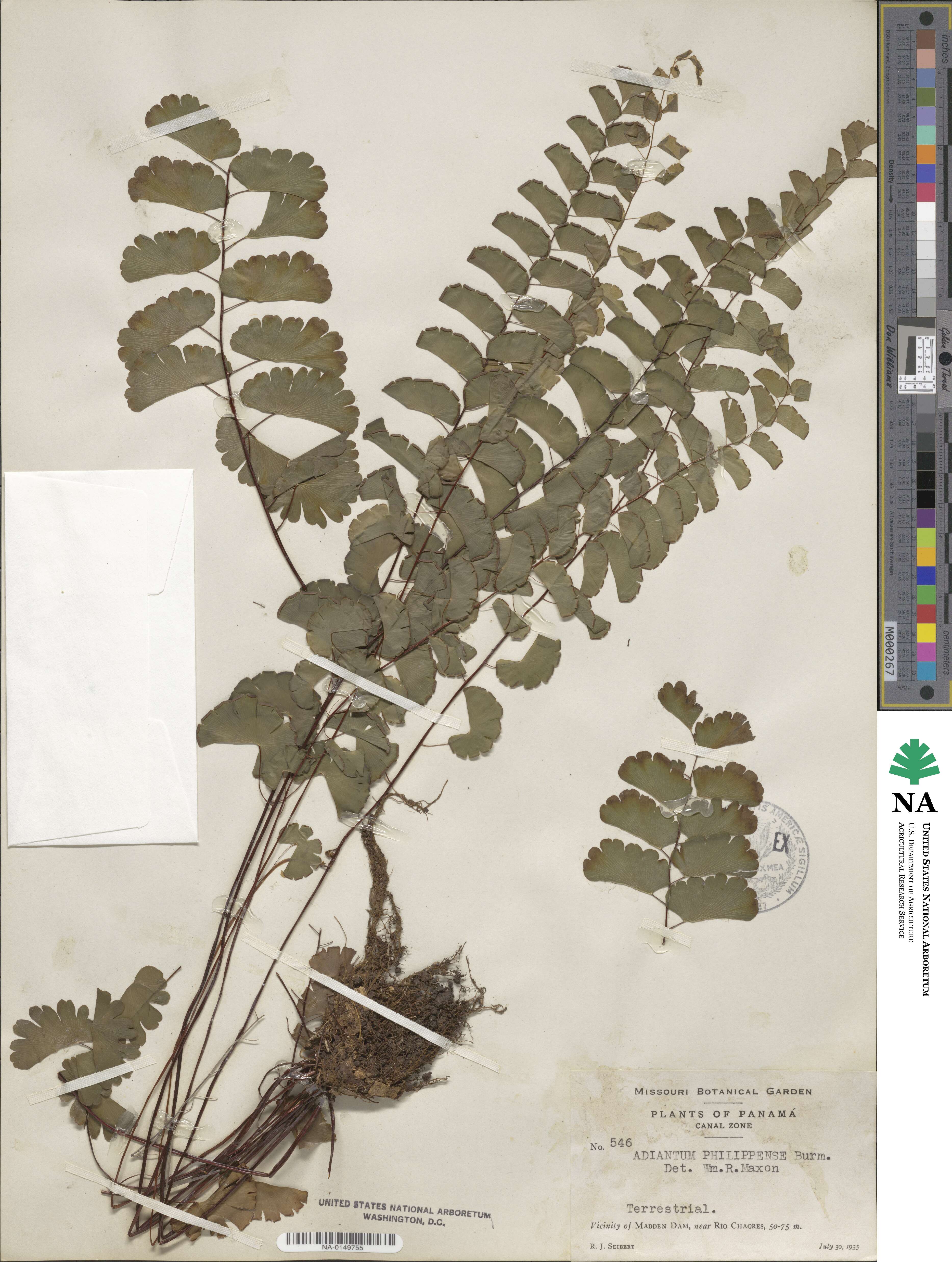 Adiantum philippense image