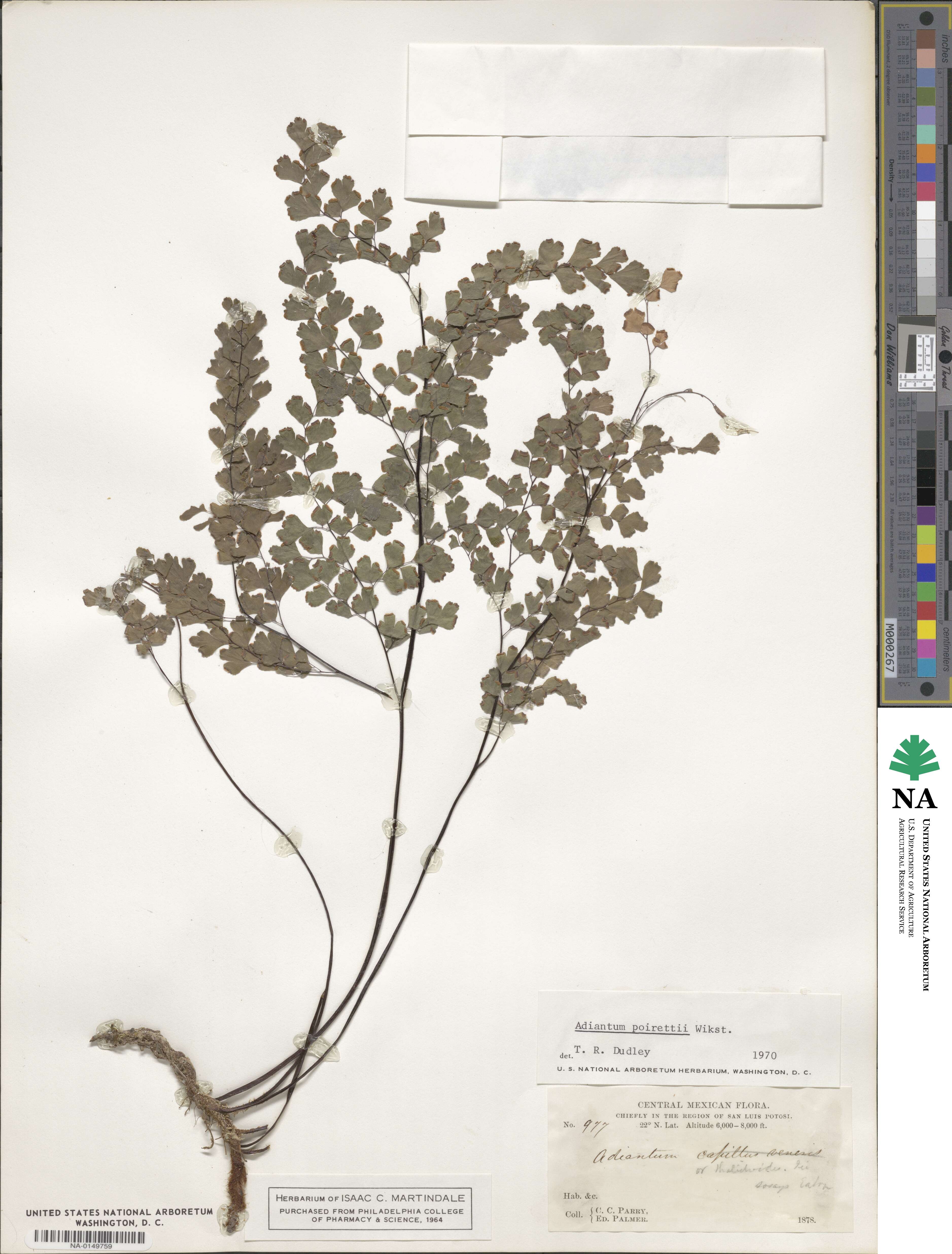 Adiantum poiretii image