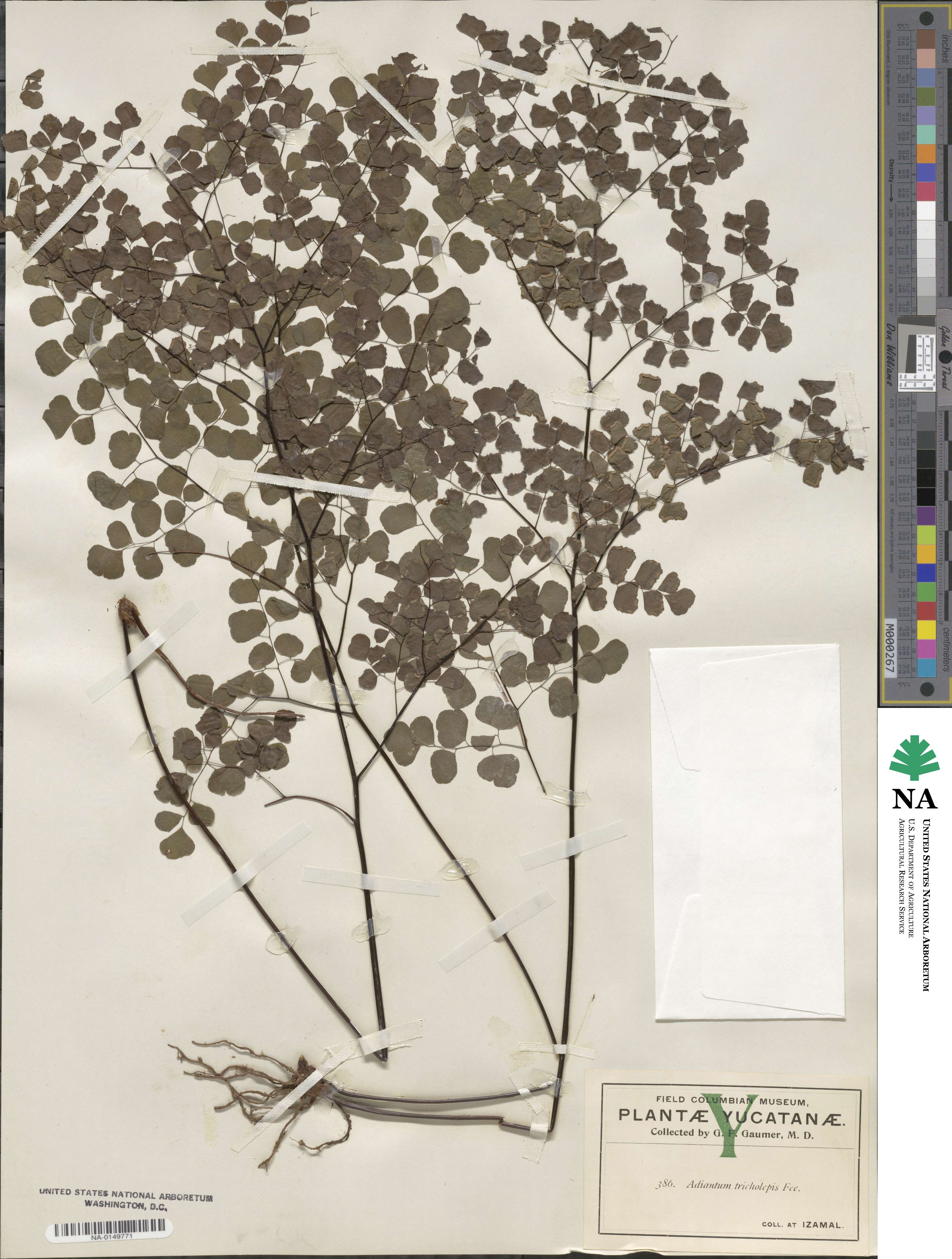 Adiantum tricholepis image