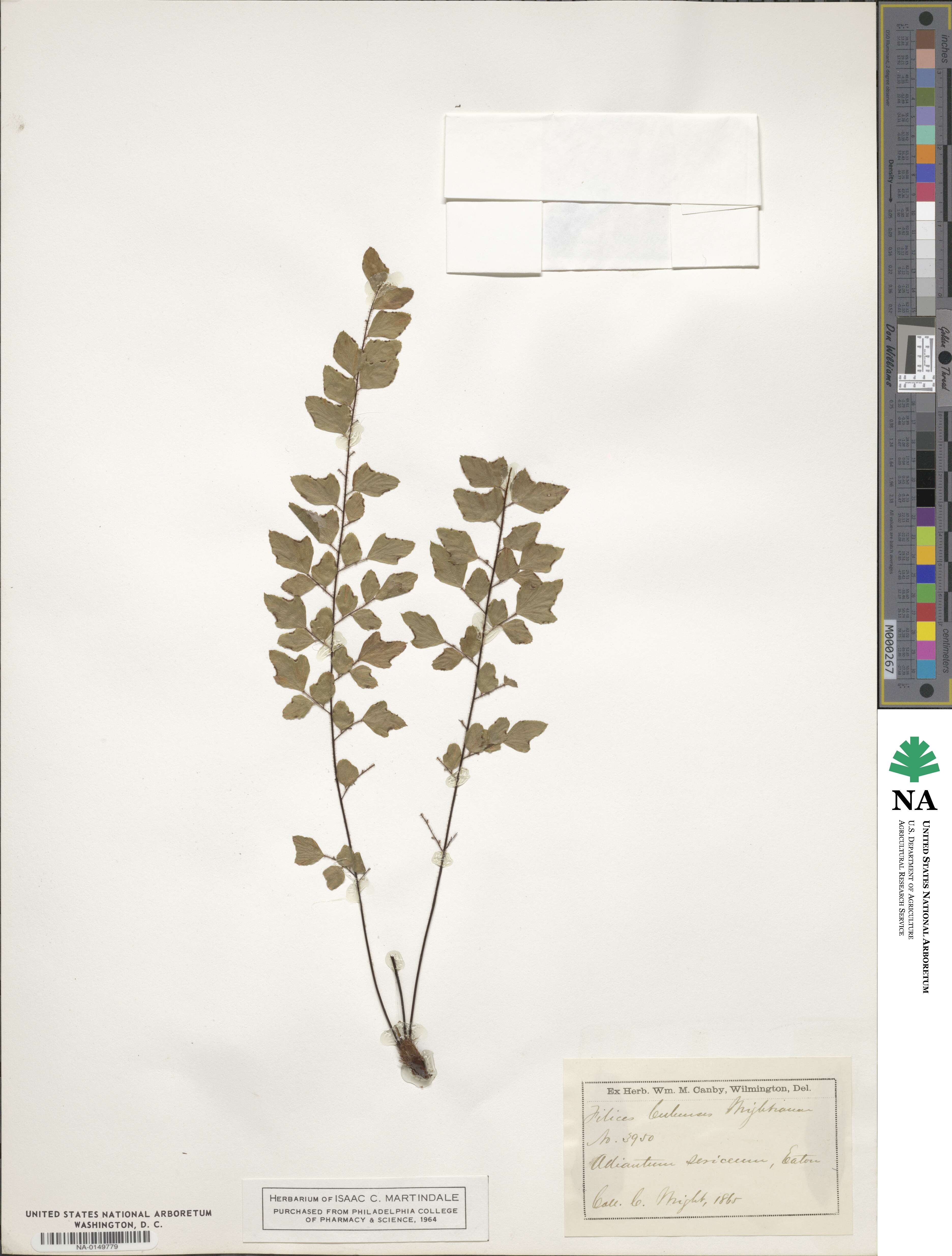 Adiantum sericeum image