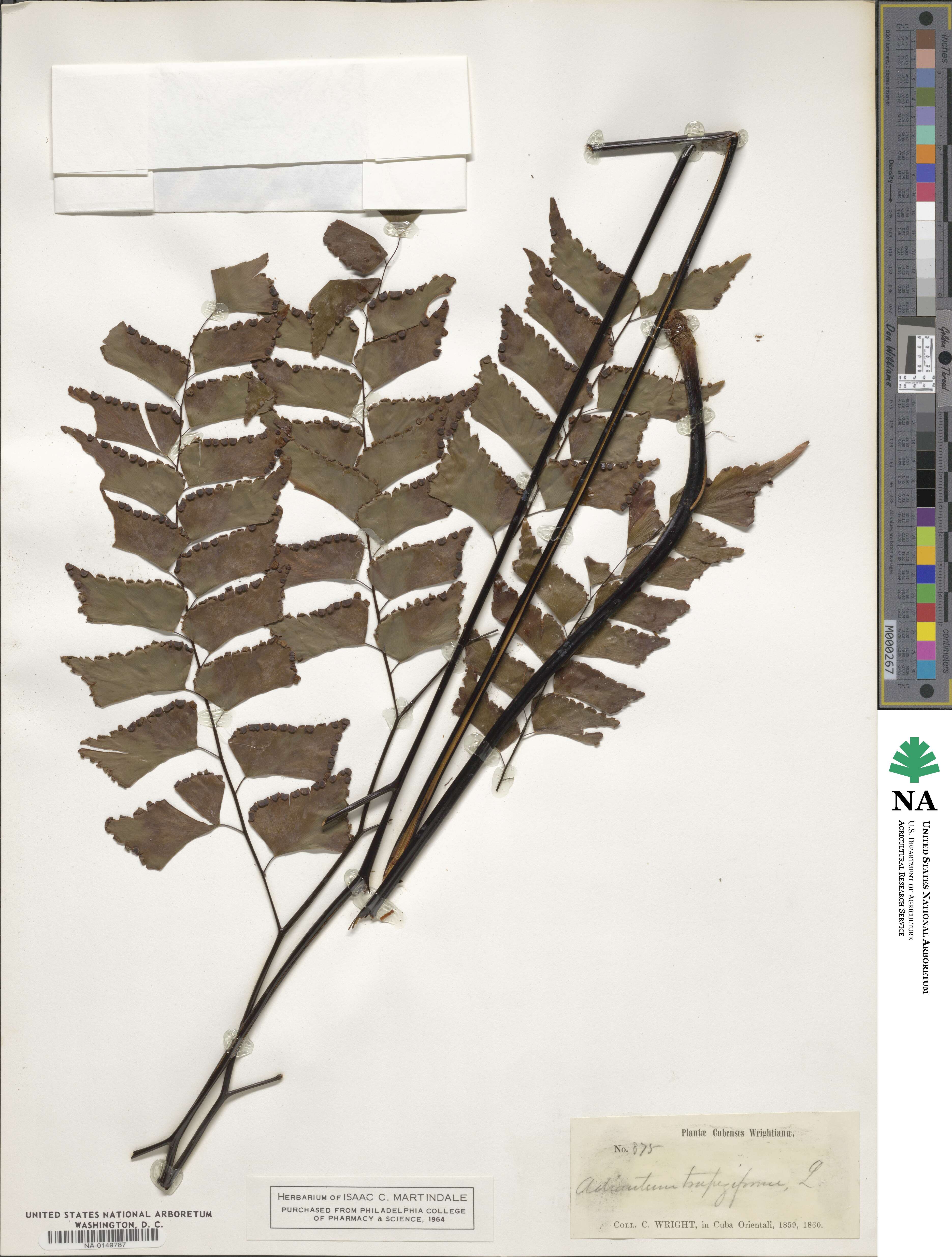 Adiantum trapeziforme image