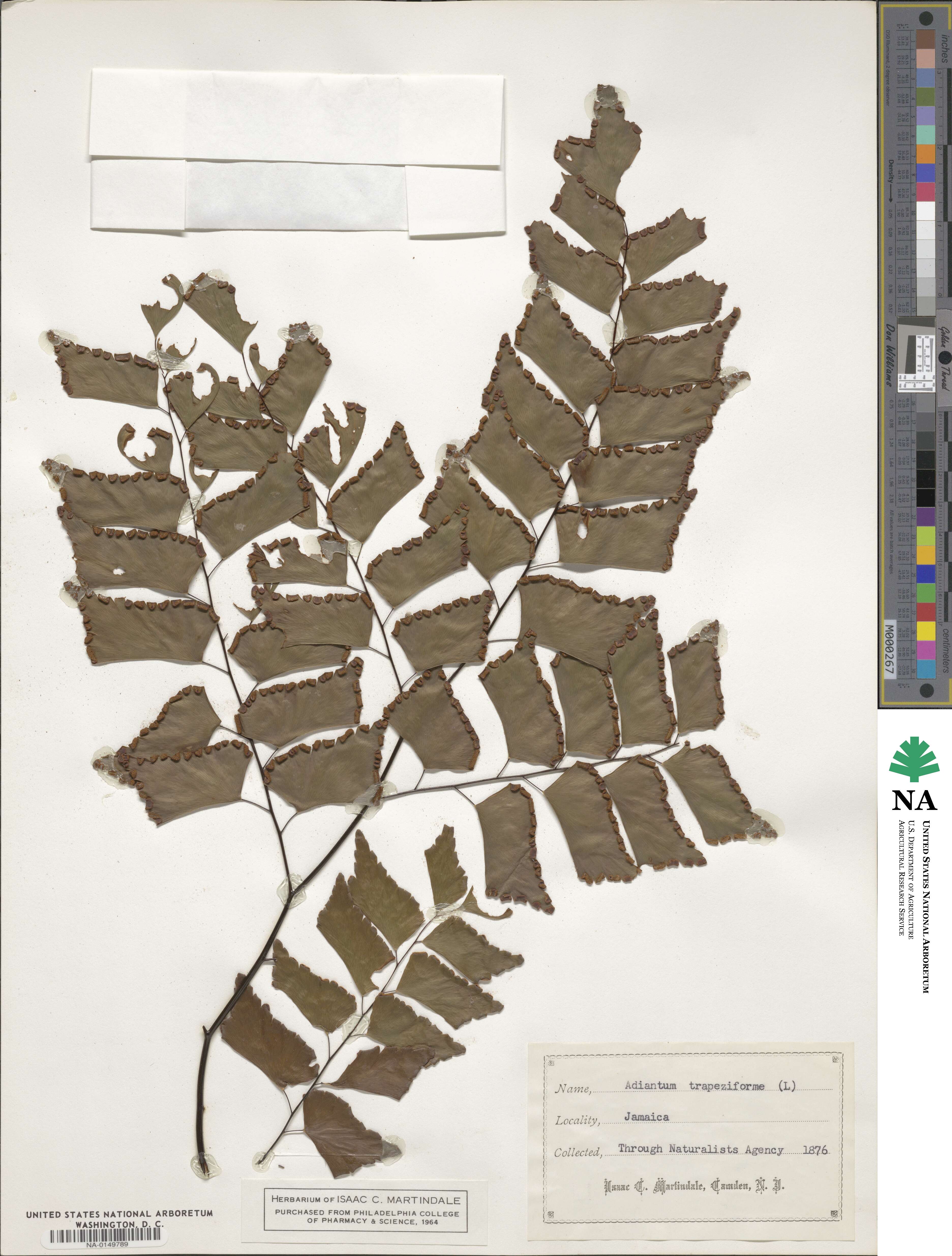 Adiantum trapeziforme image
