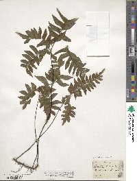 Adiantum intermedium image