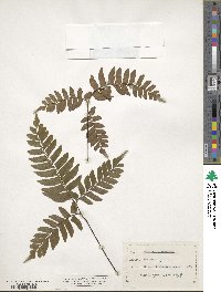 Adiantum intermedium image