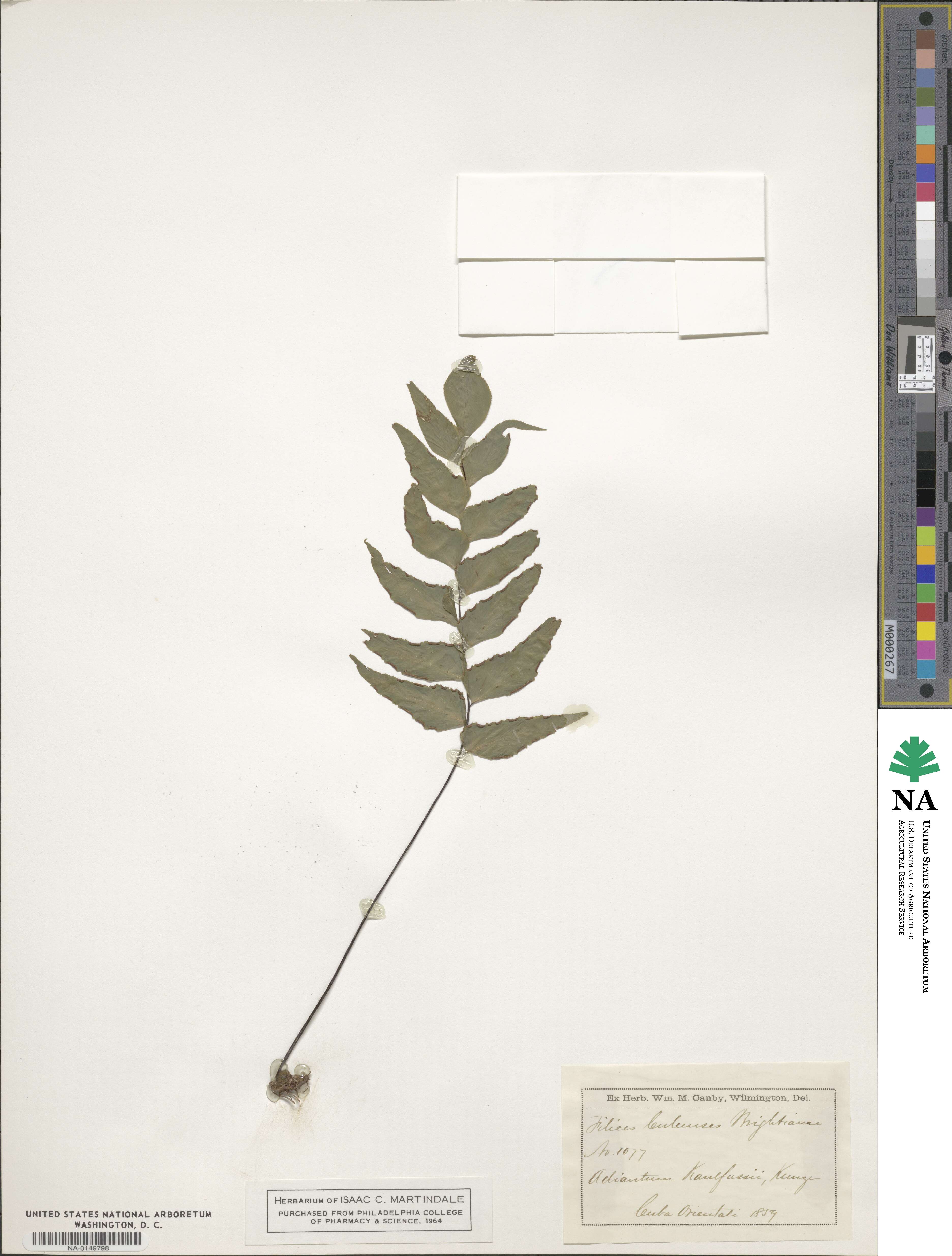 Adiantum petiolatum image