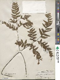 Adiantum latifolium image