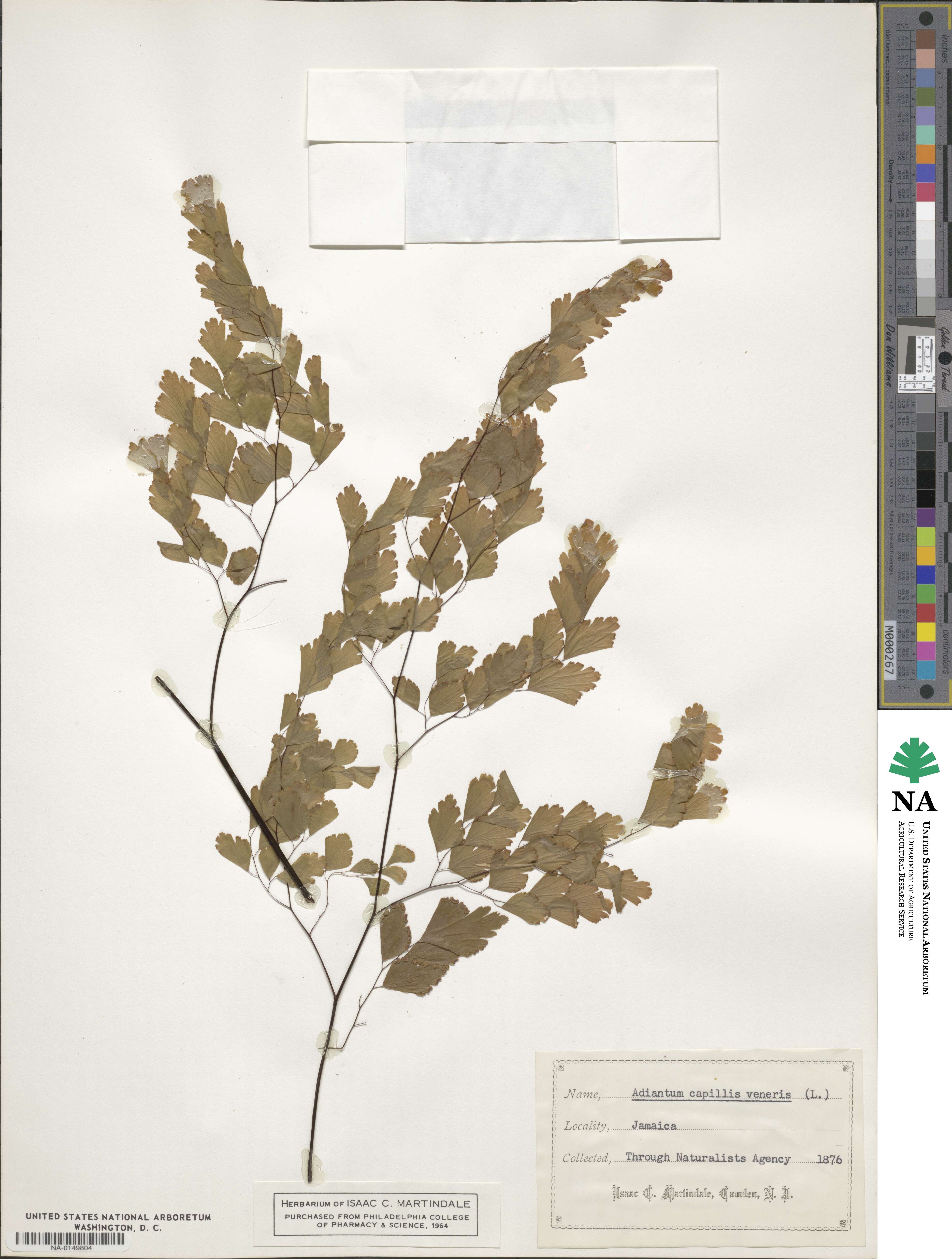 Adiantum capillus-veneris image