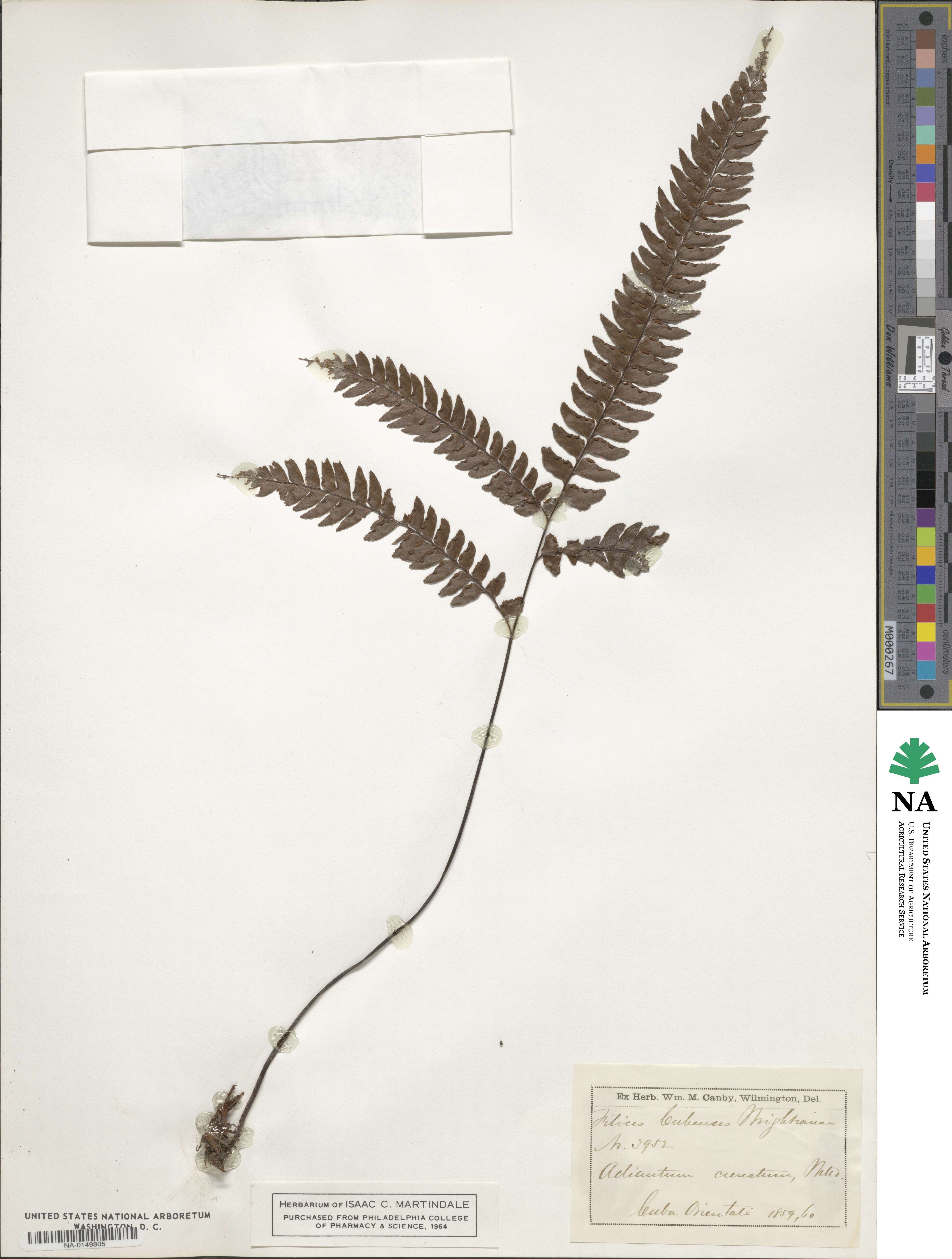 Adiantum crenatum image