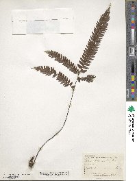 Image of Adiantum crenatum