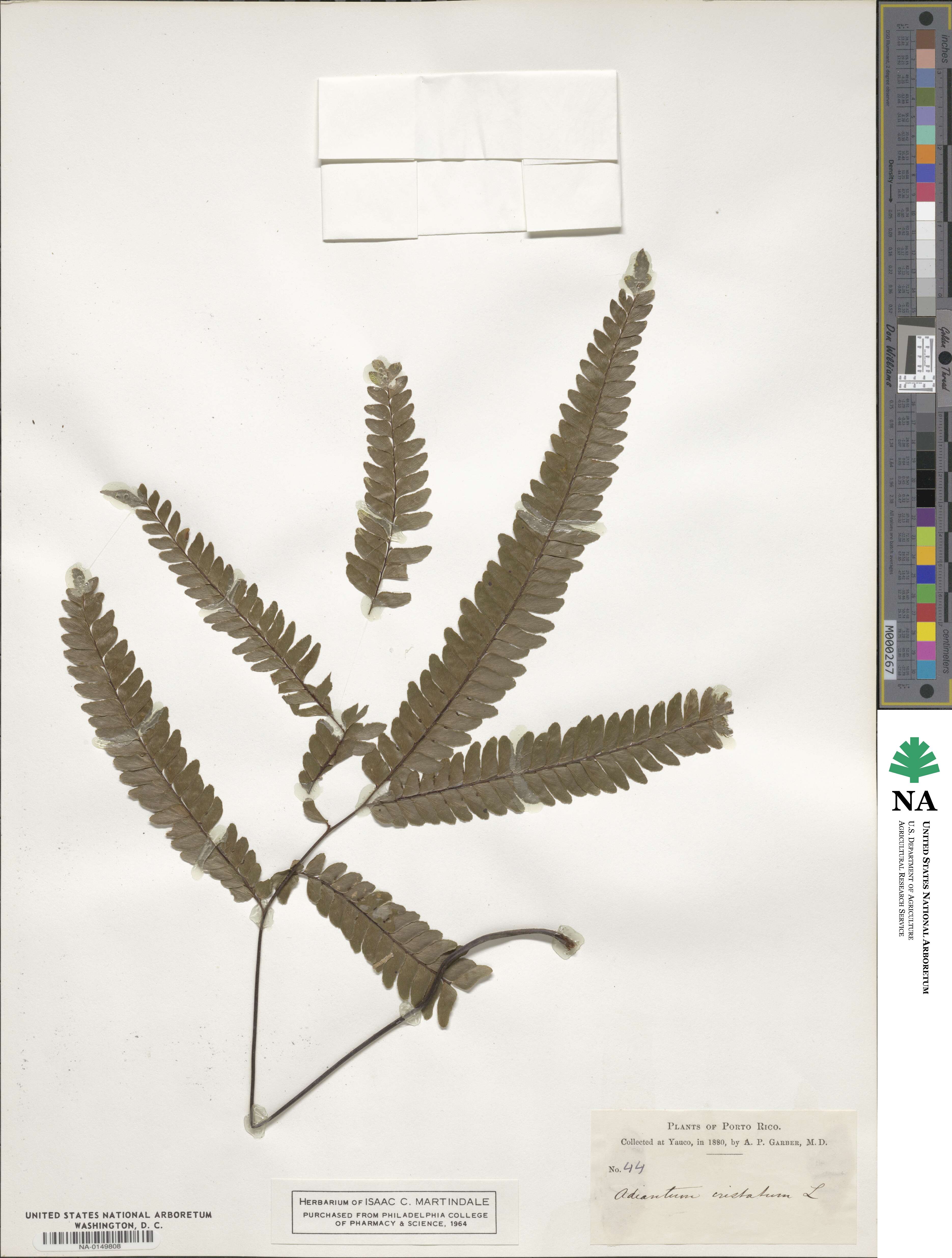 Adiantum pyramidale image