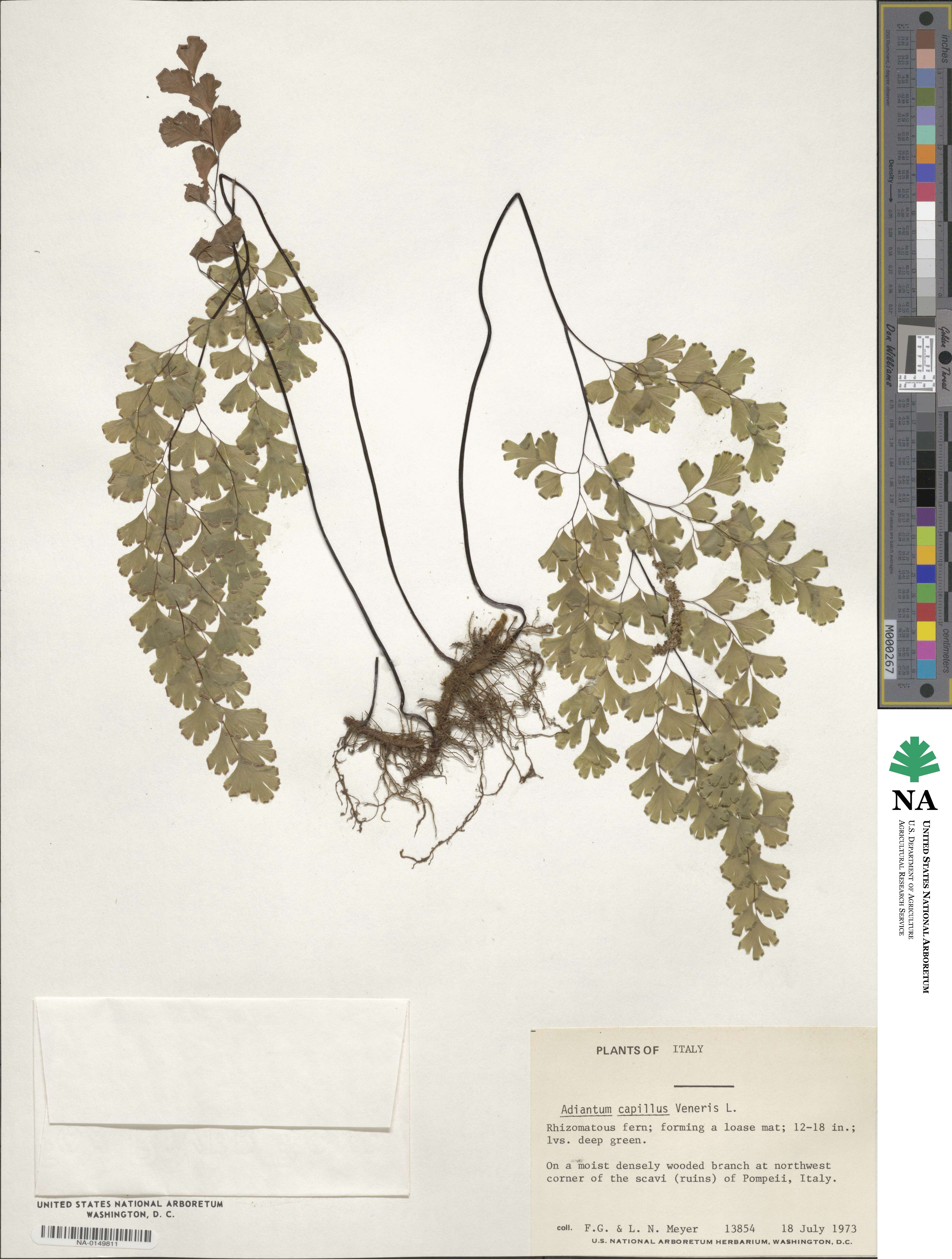 Adiantum capillus-veneris image