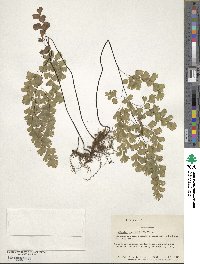 Adiantum capillus-veneris image