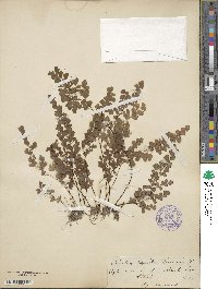 Adiantum capillus-veneris image