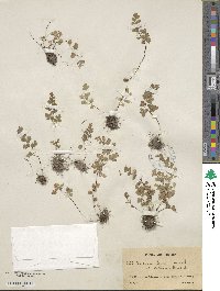 Adiantum capillus-veneris image