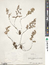 Adiantum capillus-veneris image