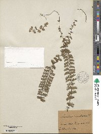 Adiantum caudatum image