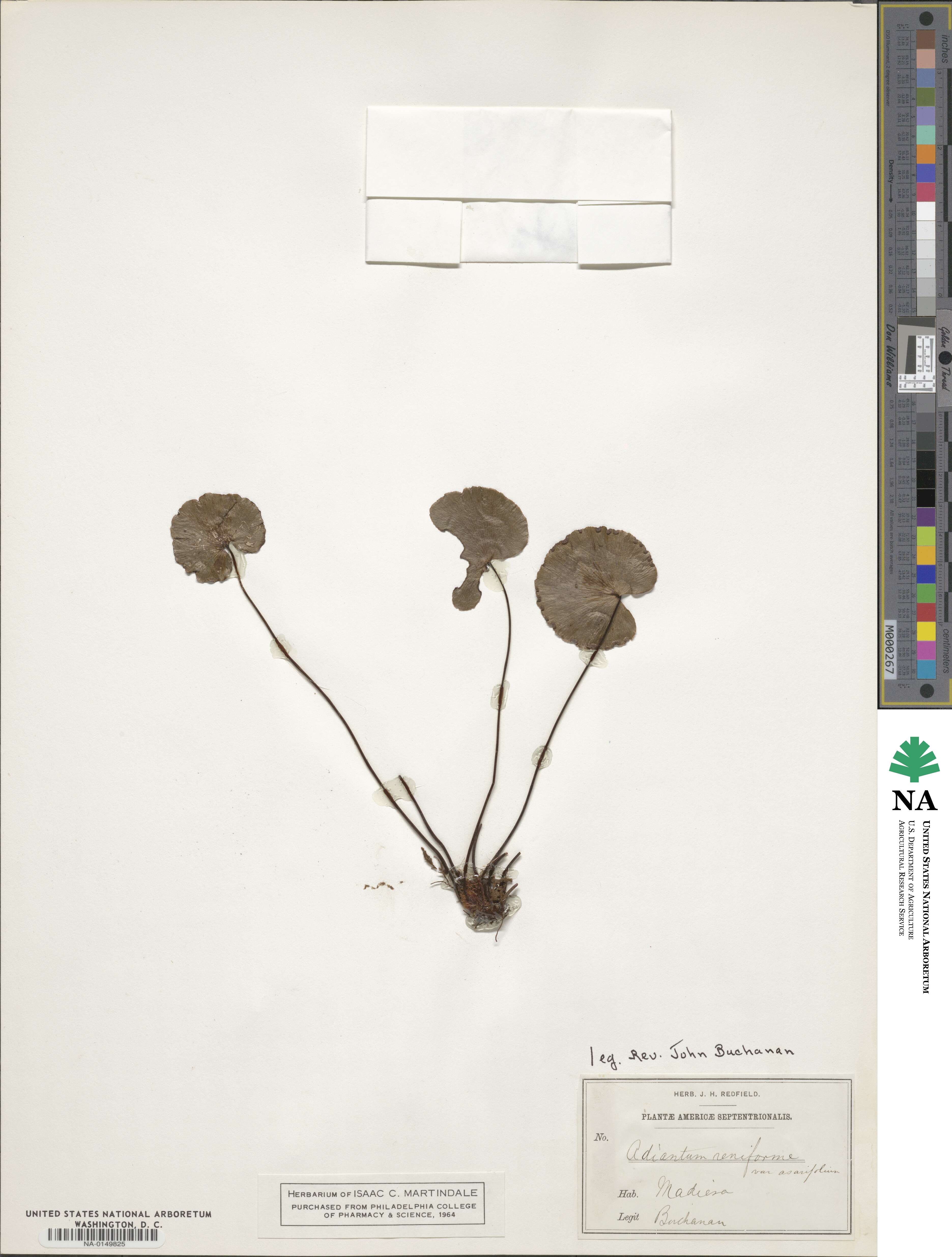 Adiantum reniforme image
