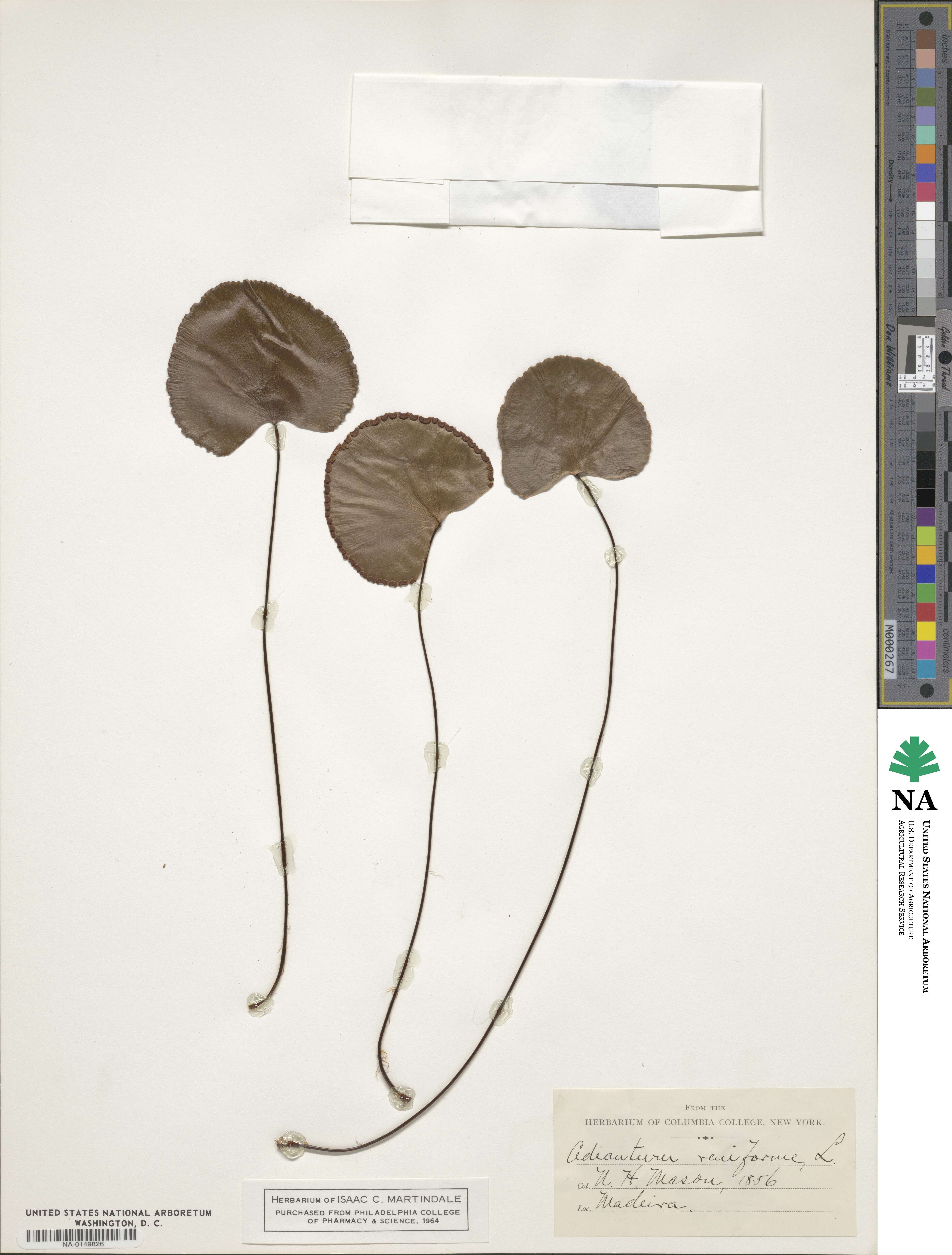 Adiantum reniforme image