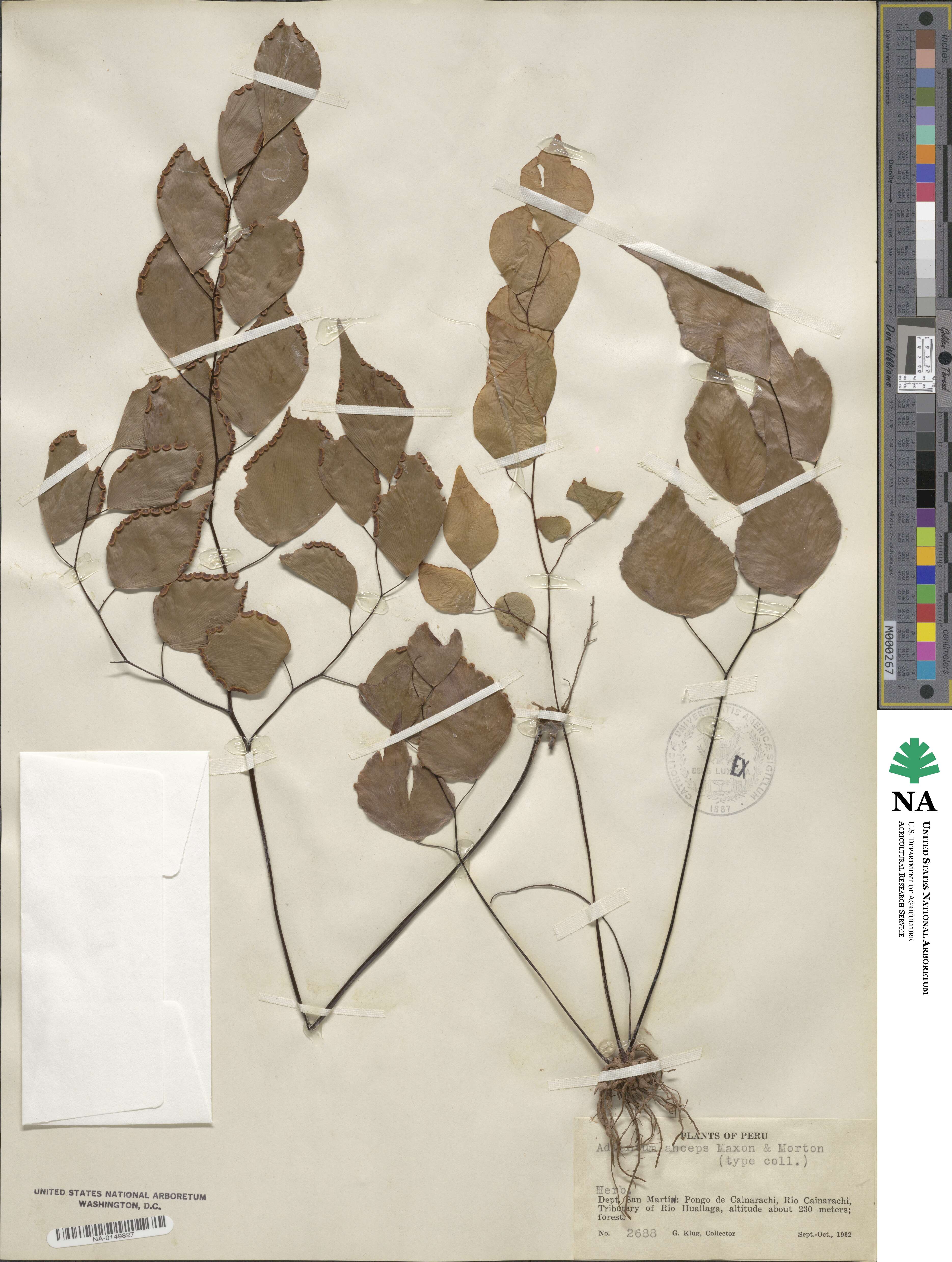 Adiantum anceps image