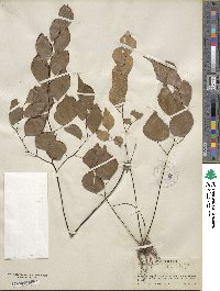 Adiantum anceps image