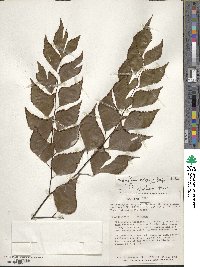 Adiantum anceps image