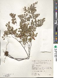 Adiantum chilense image