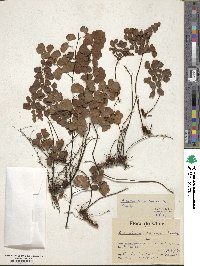 Adiantum chilense image