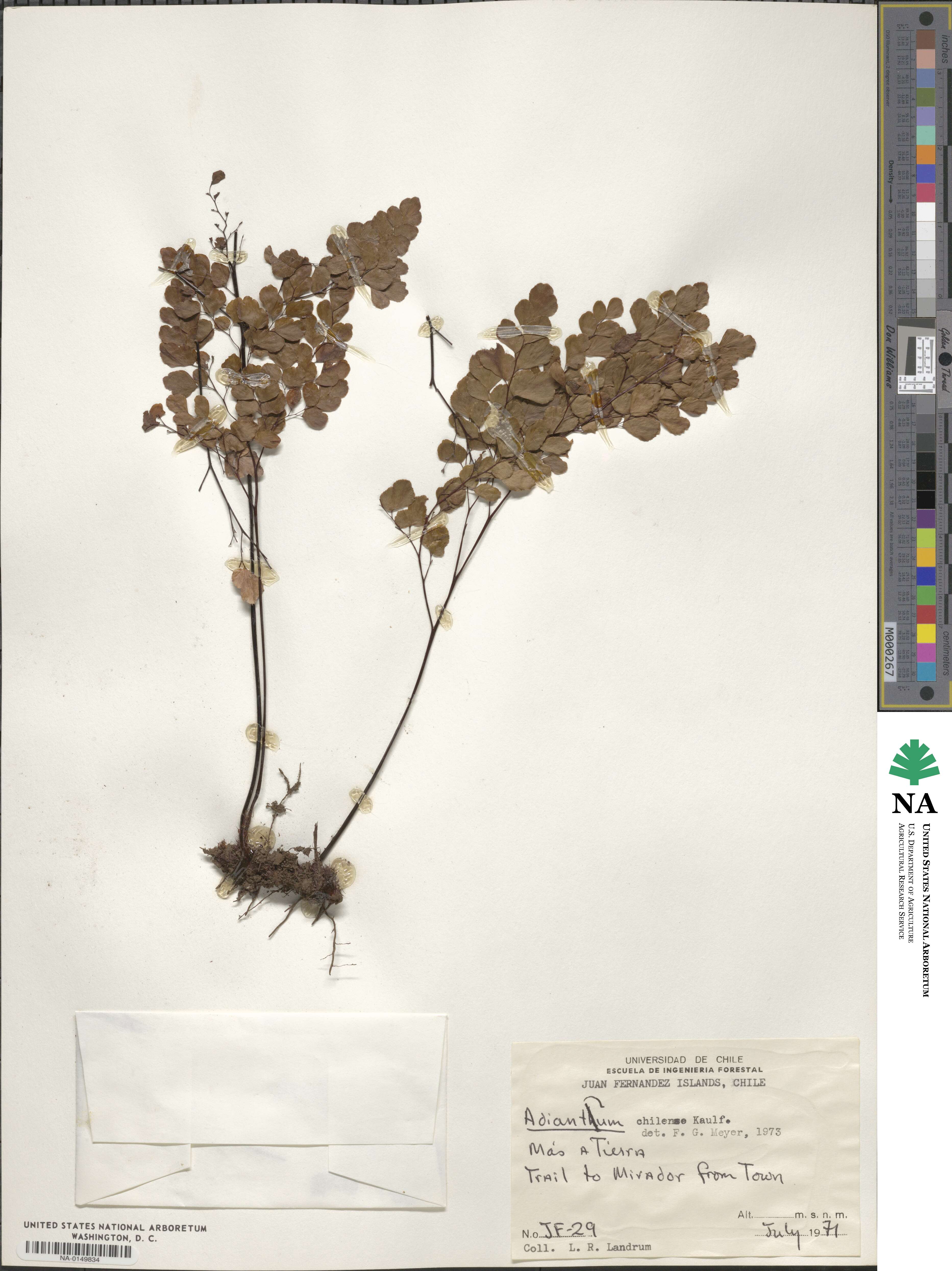 Adiantum chilense image