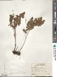 Adiantum chilense image