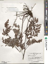 Adiantum chilense image