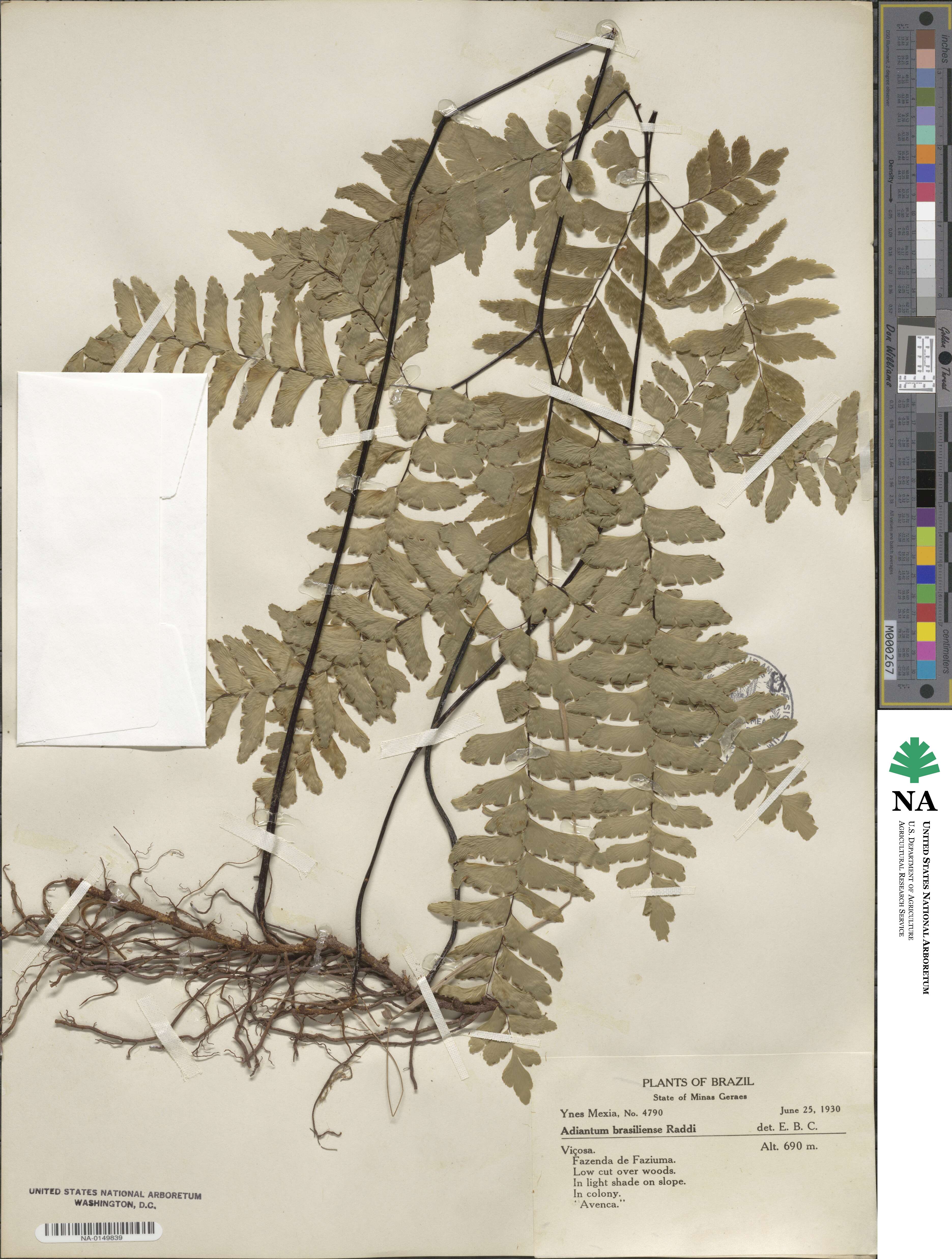 Adiantum brasiliense image