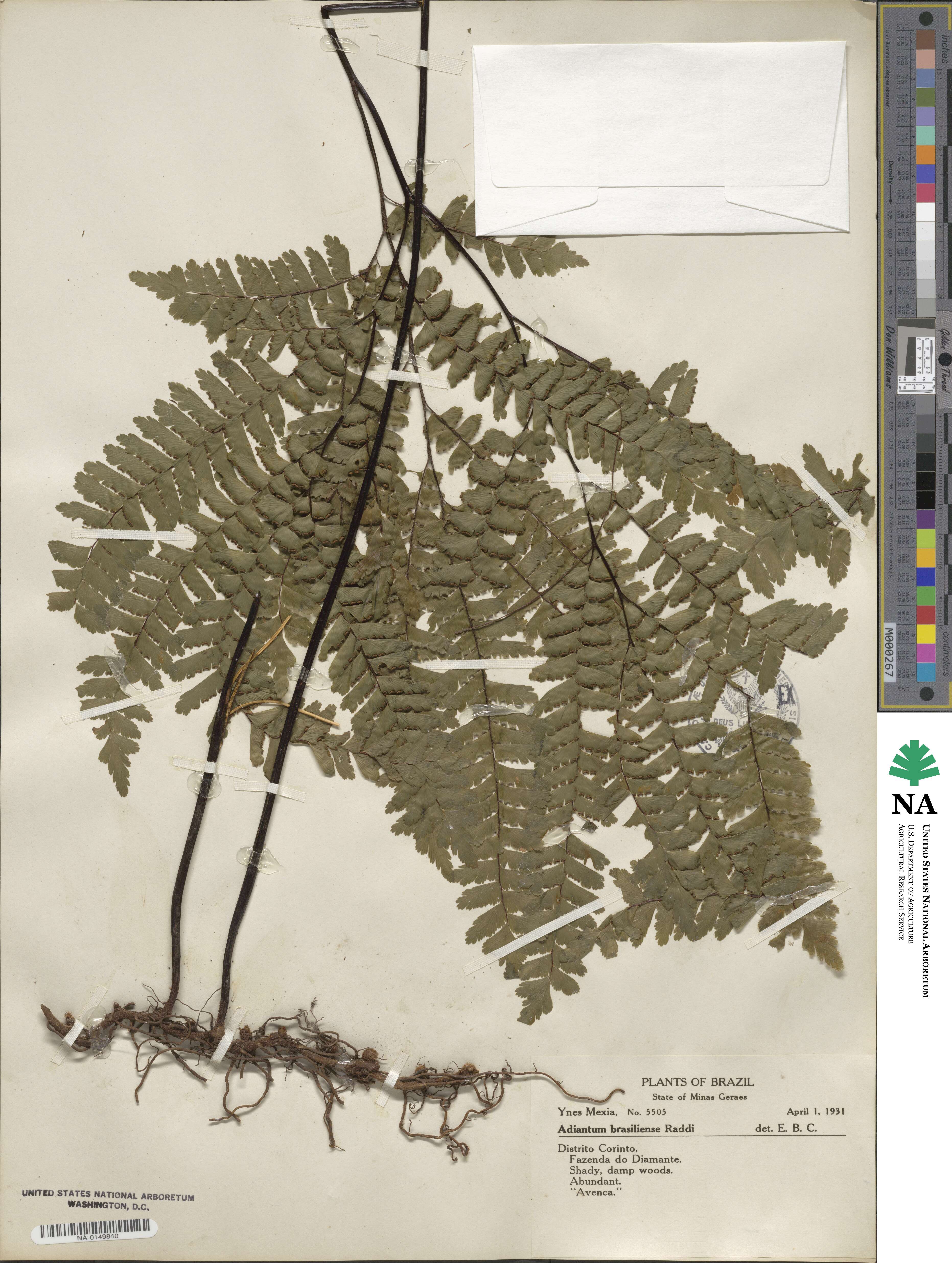 Adiantum brasiliense image