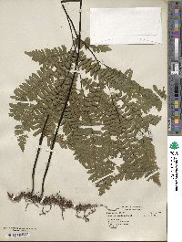 Adiantum brasiliense image