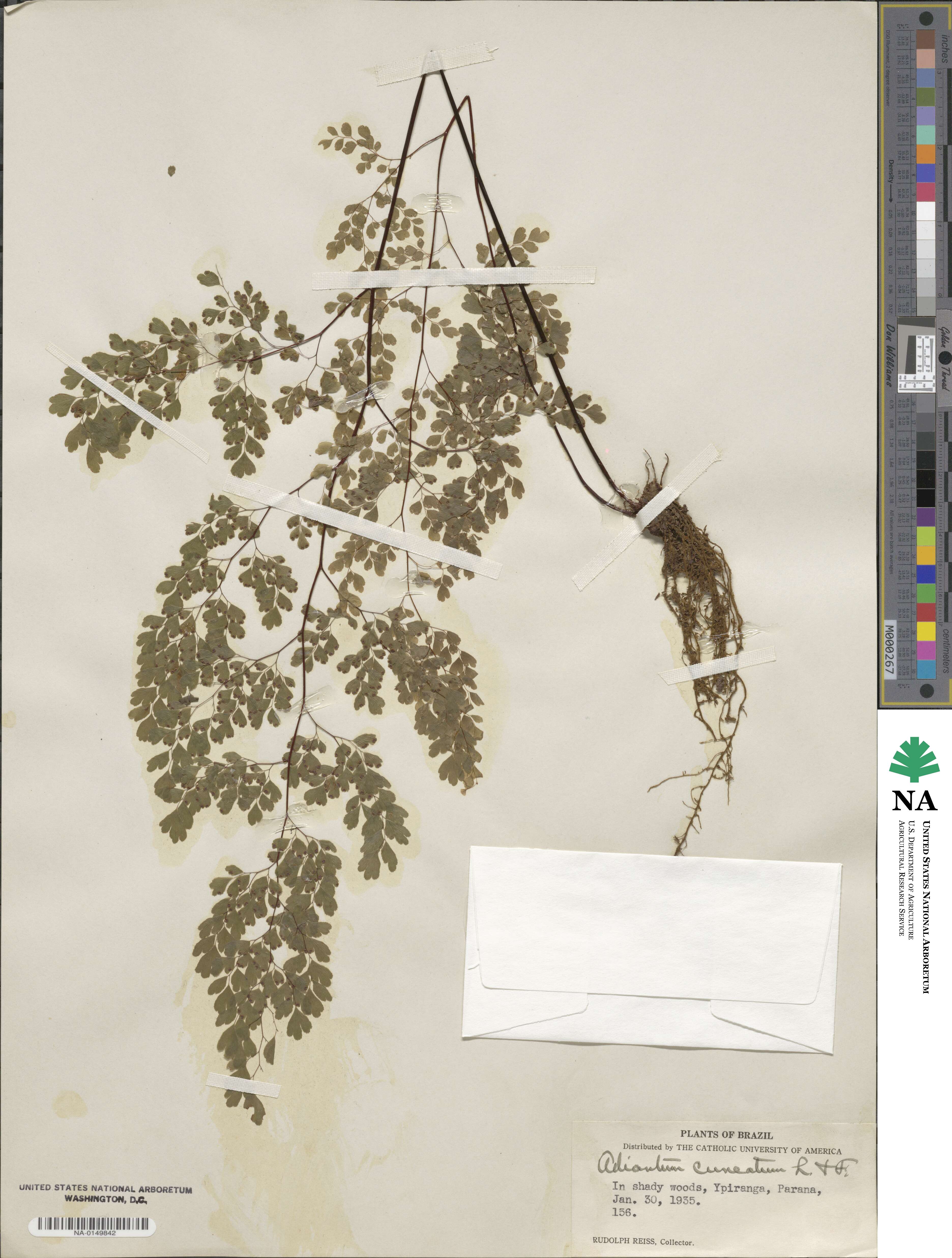 Adiantum cuneatum image