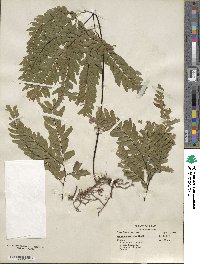 Adiantum curvatum image