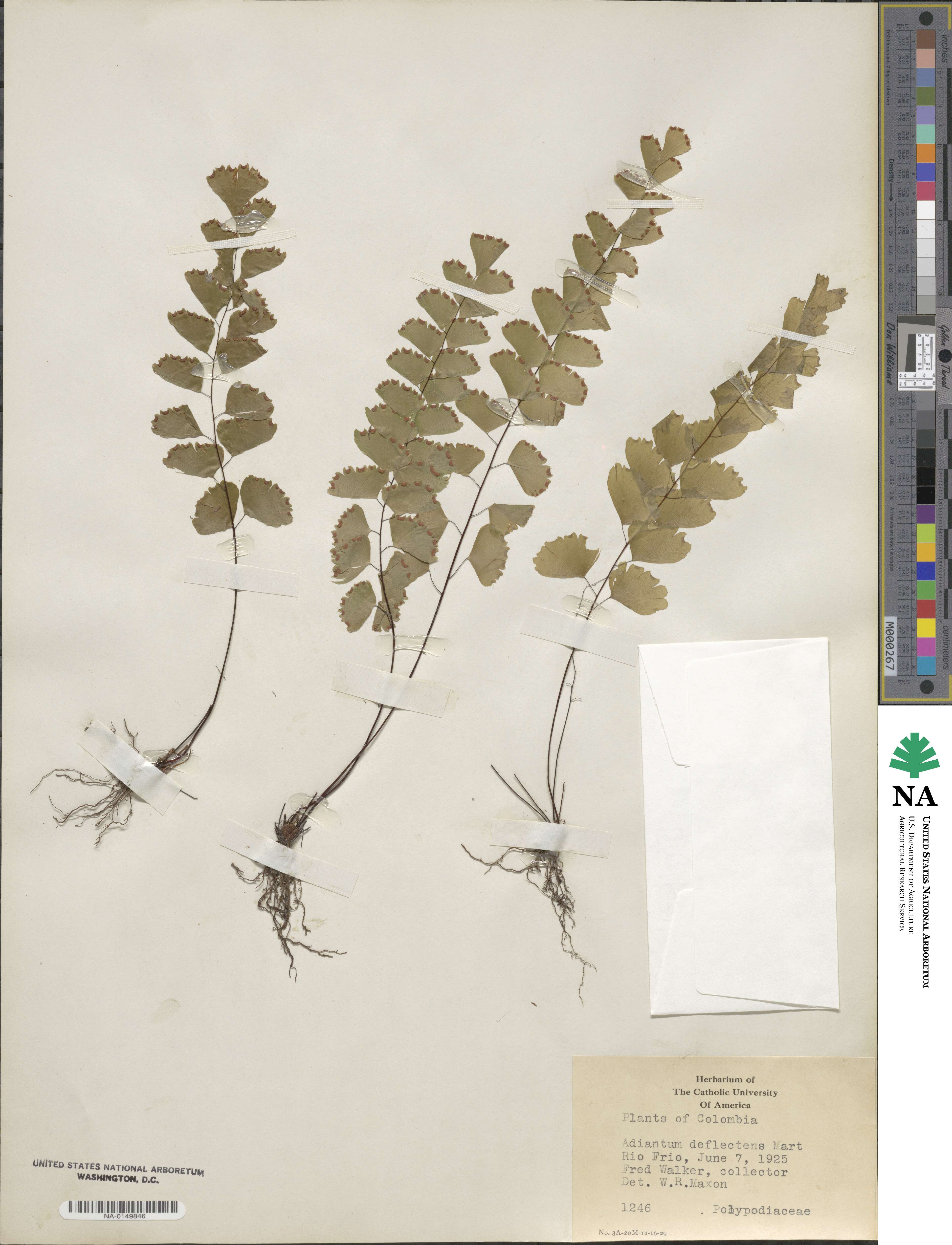 Adiantum deflectens image