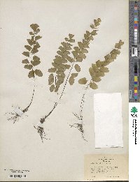 Image of Adiantum deflectens