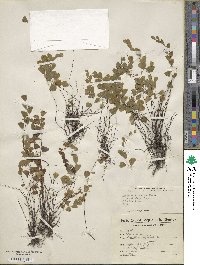 Adiantum deflectens image