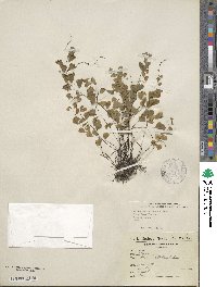 Adiantum deflectens image