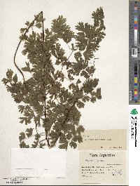 Image of Adiantum digitatum