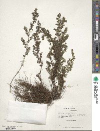 Image of Adiantum excisum