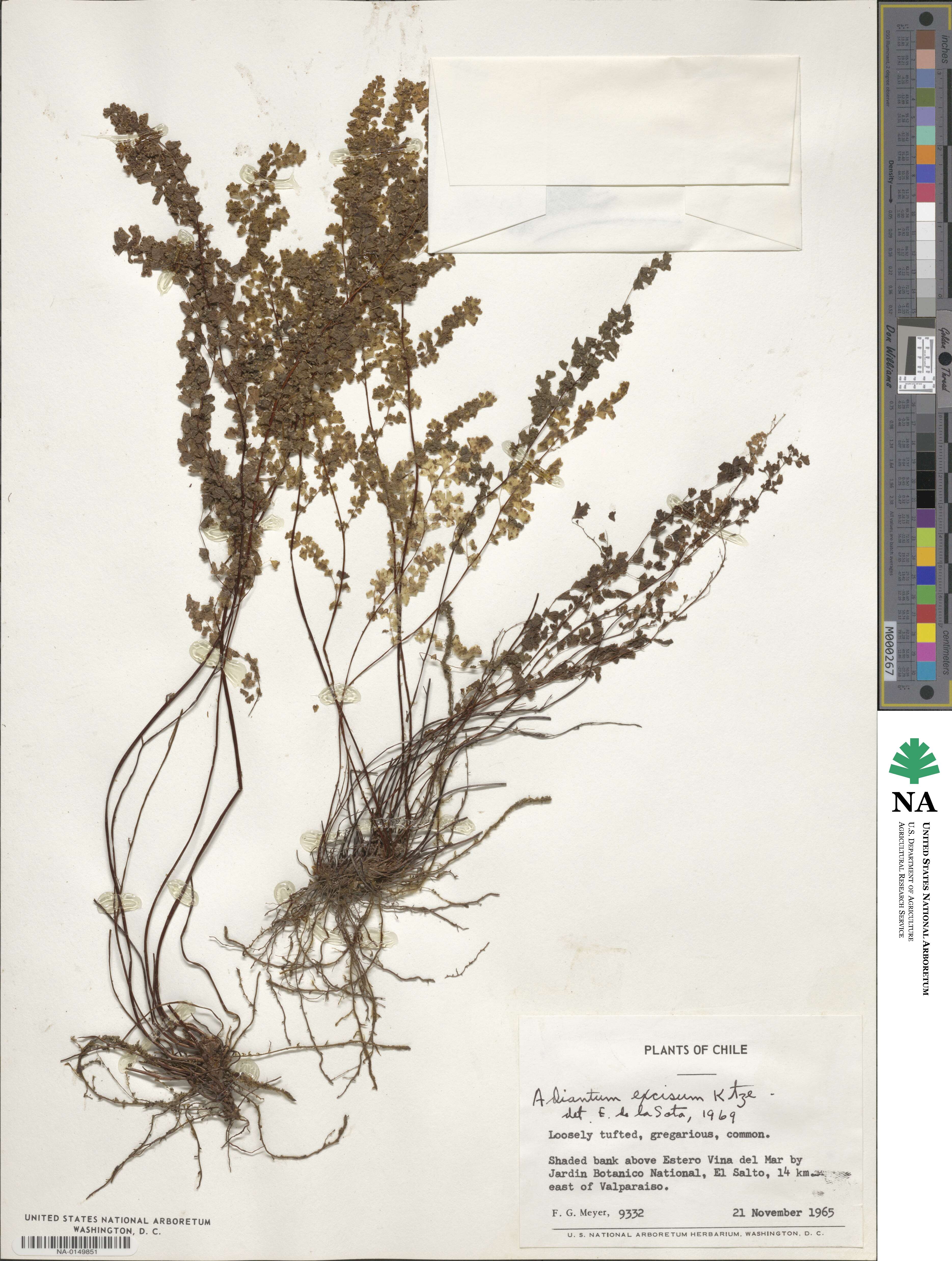 Adiantum excisum image