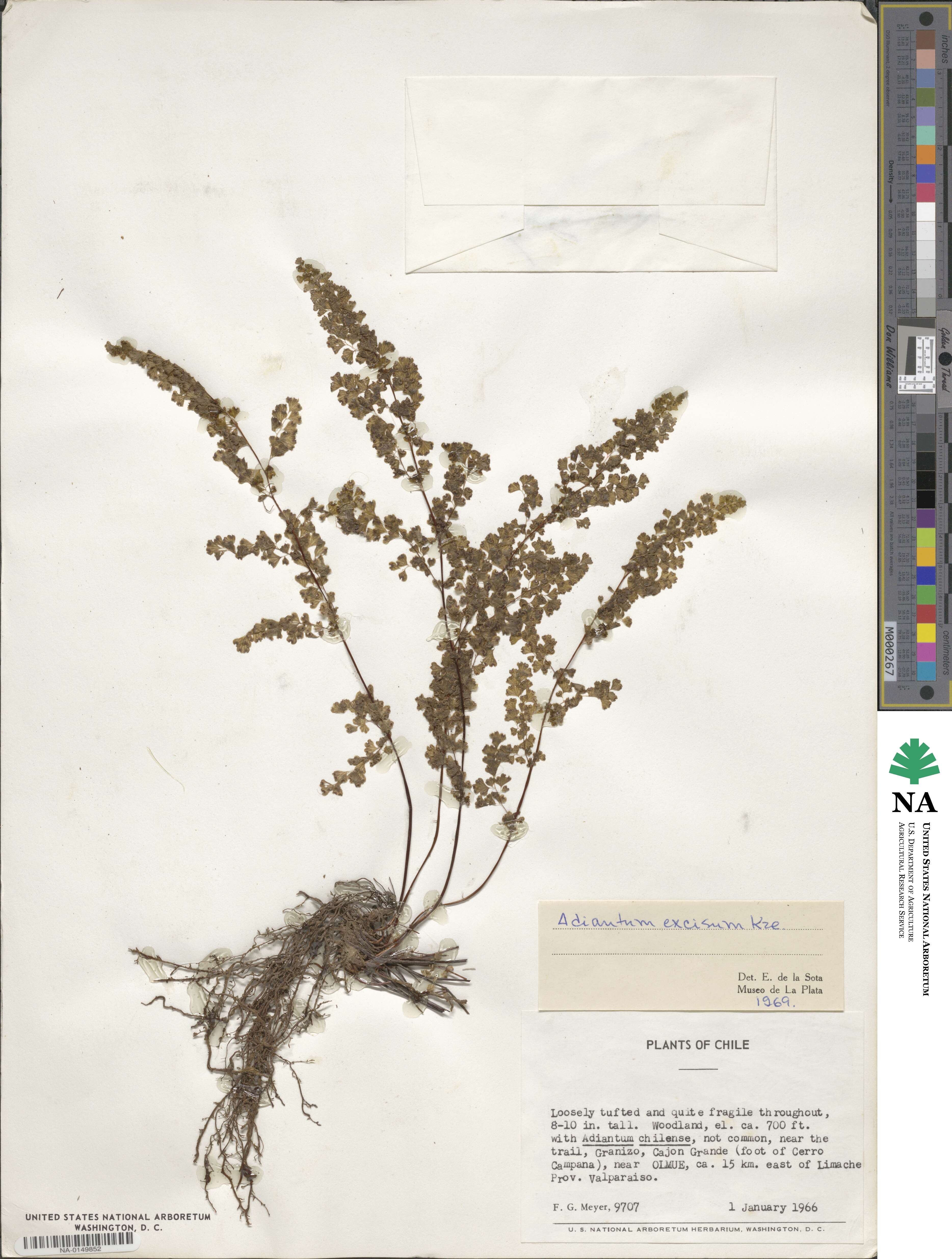 Adiantum excisum image