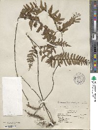 Adiantum intermedium image