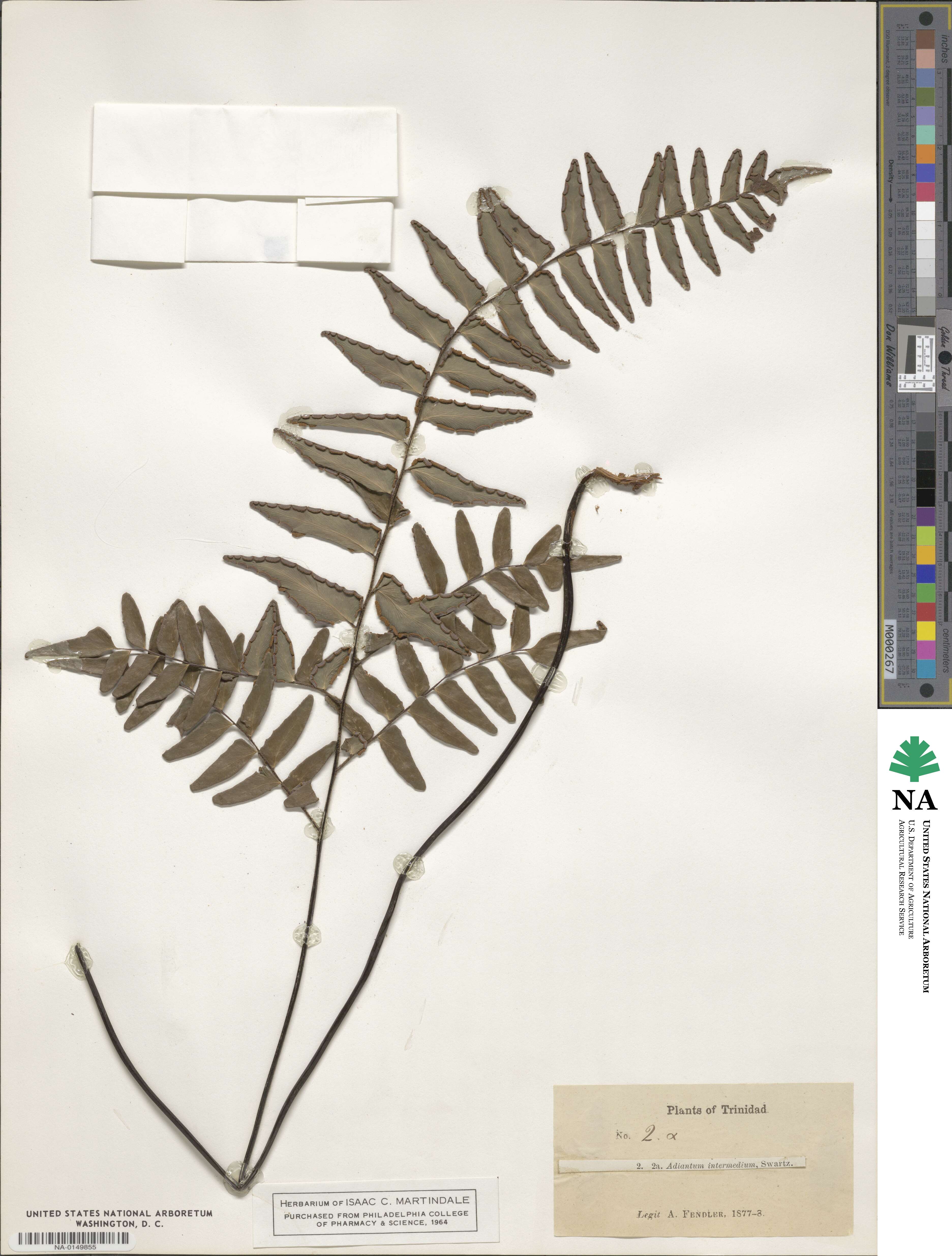 Adiantum intermedium image