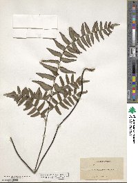 Adiantum intermedium image